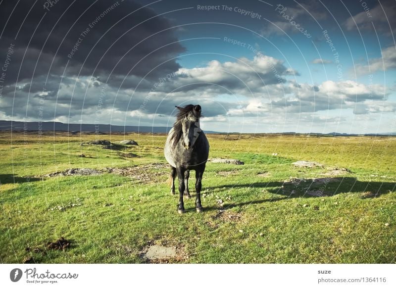 Fährt nicht mehr - steht. Freiheit Natur Landschaft Tier Himmel Wolken Gewitterwolken Horizont Sommer Schönes Wetter Wiese Nutztier Wildtier Pferd 1 stehen