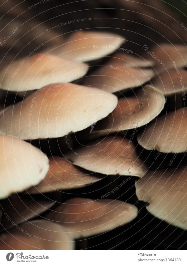 Kann man die essen? Natur Pflanze Herbst Pilz Wald dunkel braun Farbfoto Gedeckte Farben Außenaufnahme Nahaufnahme Menschenleer Tag Schwache Tiefenschärfe