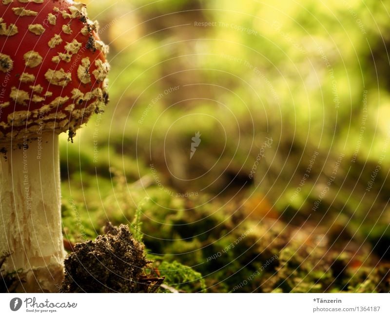 Abendessen! Natur Pflanze Erde Herbst Moos Fliegenpilz Wald rot weiß Gift gefährlich Farbfoto mehrfarbig Außenaufnahme Nahaufnahme Menschenleer Tag