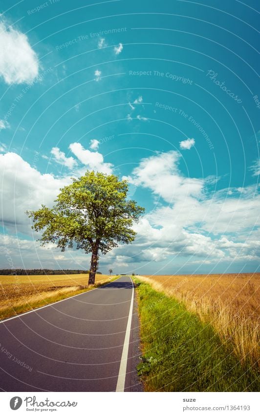 Dem Sommer hinterher Umwelt Natur Landschaft Pflanze Himmel Wolken Horizont Herbst Wetter Schönes Wetter Baum Wiese Feld Verkehr Verkehrswege Straße