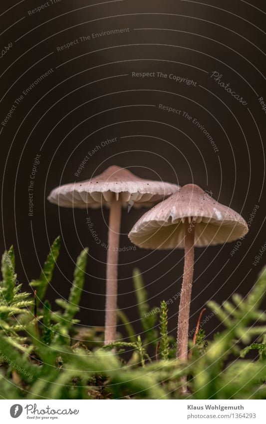 Abschied von der Pilzsaison Umwelt Natur Pflanze Herbst Moos Pilzhut Wald stehen schön braun grau grün schwarz Einsamkeit Lamelle Helmling Farbfoto