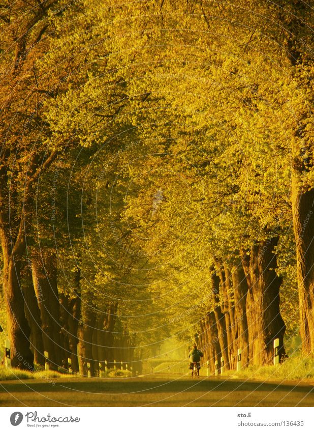 unter kronen radeln Baum Baumkrone Allee aufgereiht Fahrrad Blatt Geäst Stimmung Verkehrswege Reihe Natur Straße Niveau Ast Linie Kurve Fahrradfahren