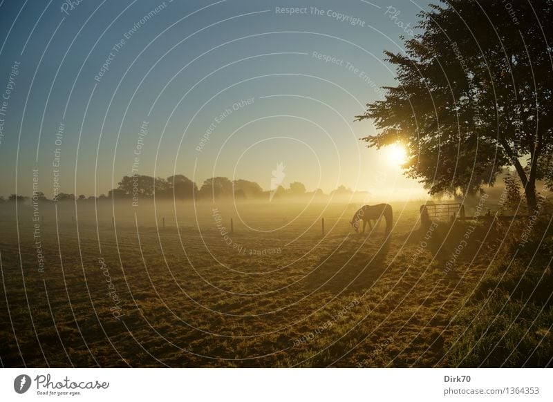 Weites Land ... Umwelt Natur Landschaft Wolkenloser Himmel Sonne Sonnenaufgang Sonnenuntergang Sonnenlicht Herbst Schönes Wetter Baum Gras Wiese Weide Tier