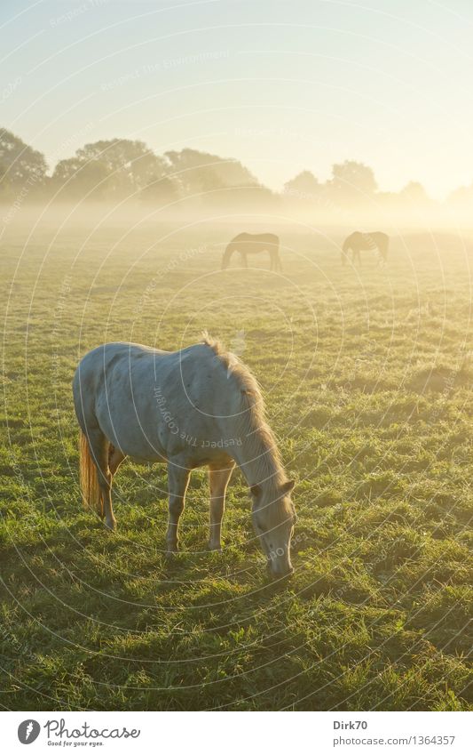 Schimmel am Morgen Reiten Landwirtschaft Forstwirtschaft Natur Wolkenloser Himmel Sonnenlicht Sommer Herbst Schönes Wetter Nebel Baum Gras Wiese Weide Bremen