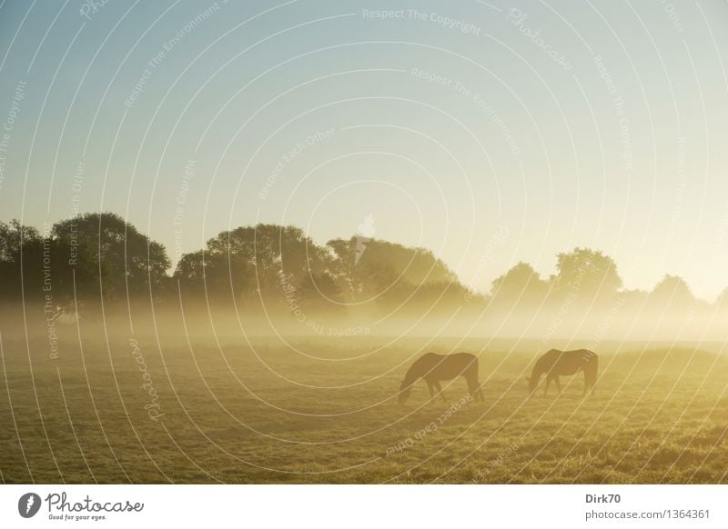 Schemenhaft Essen Reiten Reitsport Landwirtschaft Forstwirtschaft Landschaft Sommer Herbst Klima Schönes Wetter Nebel Baum Gras Wiese Weide Norddeutschland