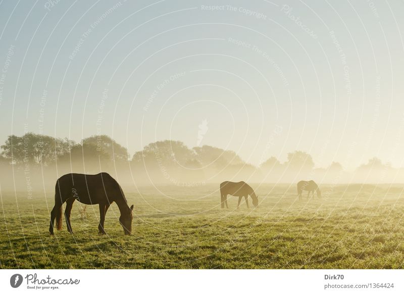 All die schönen Pferde Reiten Landwirtschaft Forstwirtschaft Natur Landschaft Wolkenloser Himmel Herbst Schönes Wetter Nebel Baum Gras Sträucher Wiese Feld