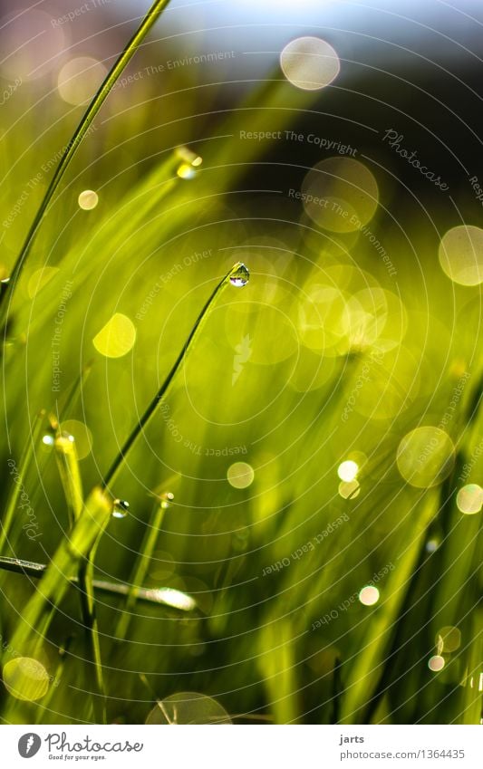 grün mit tropfen Pflanze Wassertropfen Schönes Wetter Gras Flüssigkeit frisch hell schön nass natürlich Natur Vergänglichkeit Farbfoto Außenaufnahme Nahaufnahme