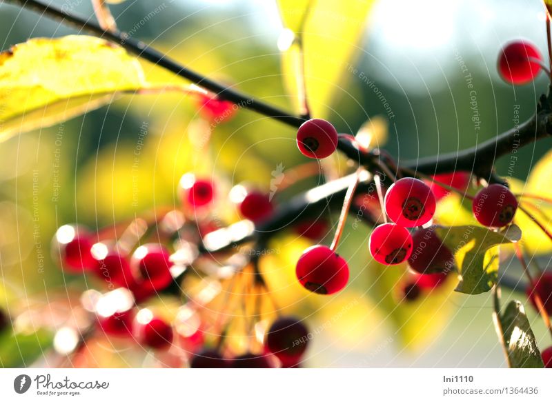 Zieräpfel im Gegenlicht Pflanze Sonne Sonnenlicht Herbst Schönes Wetter Sträucher Blatt Wildpflanze kleinfruchtiger Zierapfel glänzend hängen leuchten