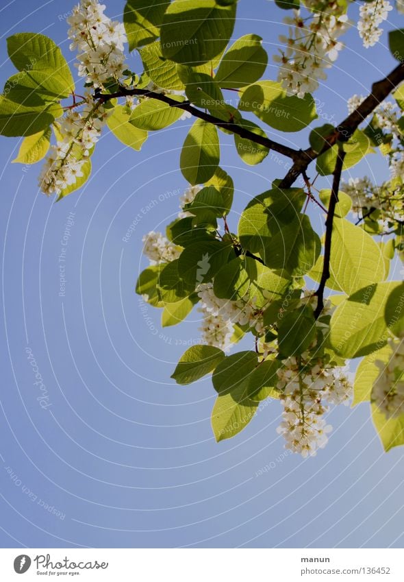 lichtdurchlässig Frühling Baum Blüte Blätterdach Gegenlicht himmelblau grün gelb weiß Physik Luft Brise luftig Park hell Schatten Baumblüte Himmel Farbe Zweig