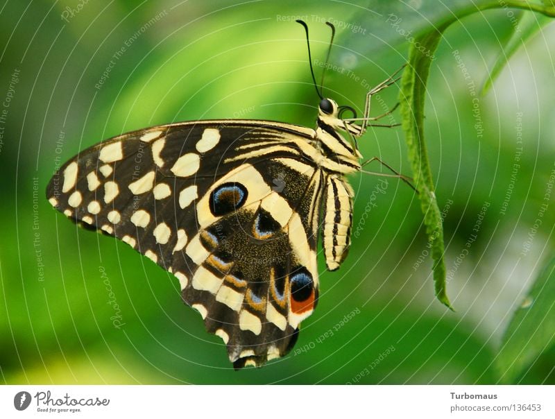 Auch mit geschlossenen Flügeln bin ich schön! ;-) Schmetterling Schmetterlingshaus Insekt Citrusschwalbenschwanz Alt-Schwerin Nahaufnahme