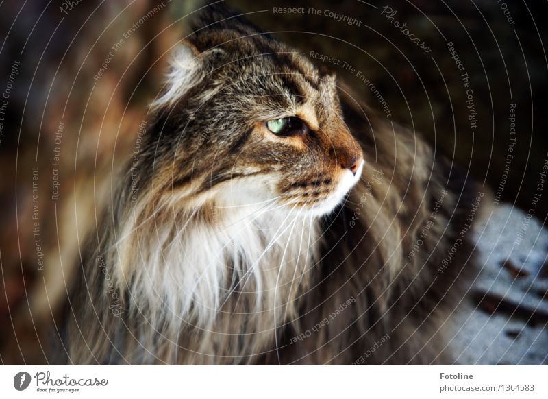 Ich seh dich! Tier Haustier Katze Tiergesicht Fell 1 hell natürlich weich braun grün verkatert Katzenauge Maine Coon Farbfoto mehrfarbig Außenaufnahme