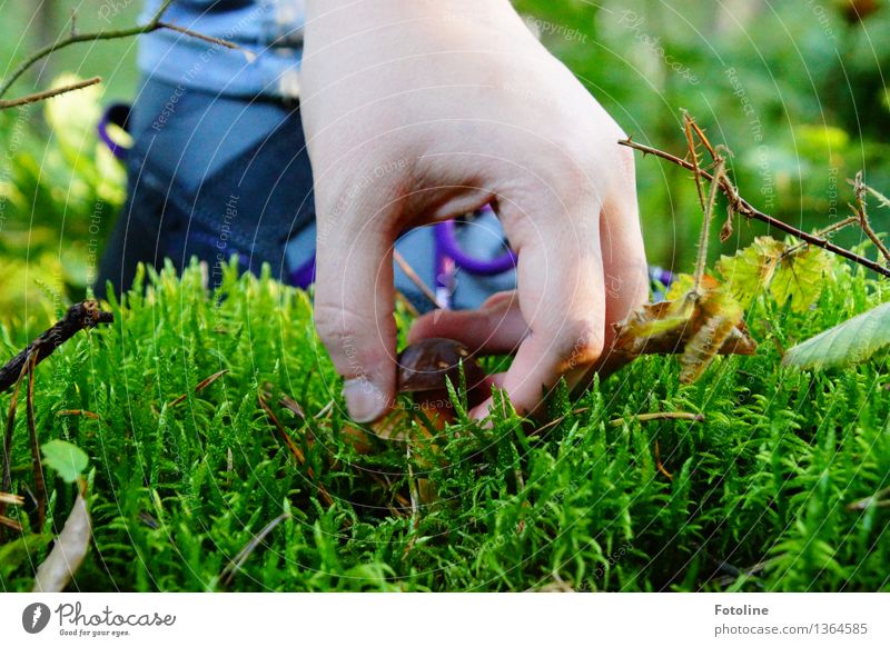 Hab dich! Mensch Haut Hand Finger Umwelt Natur Pflanze Herbst Schönes Wetter Moos Wald hell natürlich braun grün greifen pflücken Ernte Schuhe Farbfoto