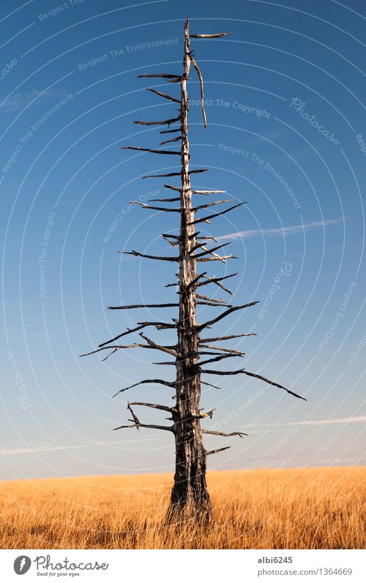 Verkohlter Baum Safari Umwelt Natur Landschaft Erde Feuer Himmel Wolkenloser Himmel Herbst Klima Klimawandel Wärme Dürre Moor gruselig nackt blau gelb