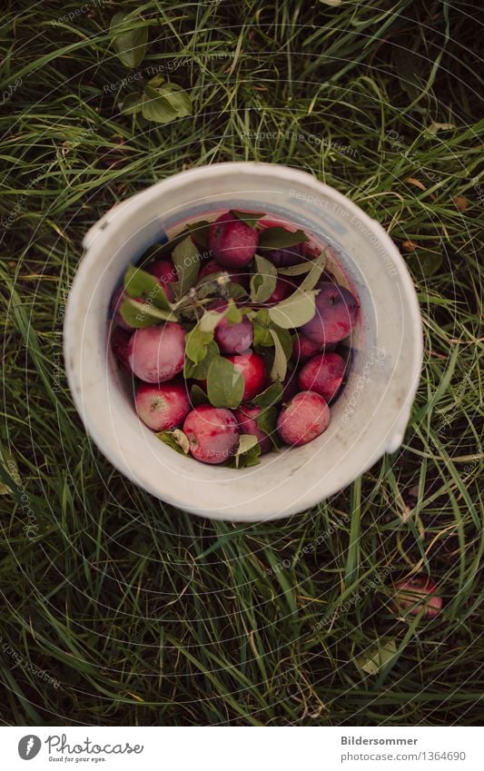 more Äppels Frucht Apfel Ernährung Bioprodukte Natur Gras Garten Wiese Essen frisch lecker saftig süß grün rot Apfelernte Ernte Apfelbaum pflücken Eimer