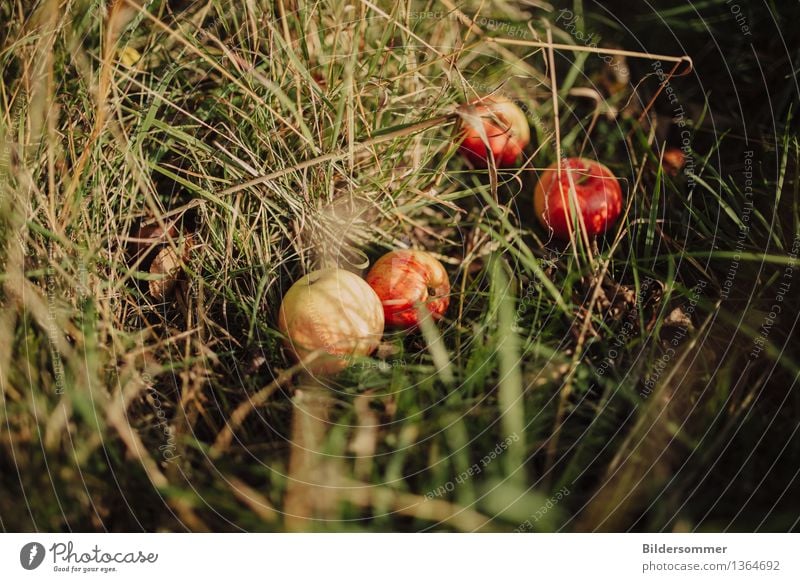 . Lebensmittel Frucht Apfel Ernährung Bioprodukte Natur Sonne Sommer Herbst Schönes Wetter Gras Garten Wiese genießen Gesundheitswesen Wachstum Apfelernte Ernte