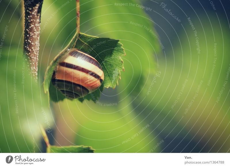 Baumhaus³ Natur Pflanze Tier Blatt Zweig Birke Wildtier Schnecke 1 klein grün Farbfoto mehrfarbig Außenaufnahme Nahaufnahme Menschenleer Tag