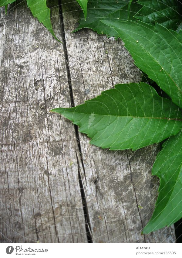 frontier Holzmehl Hintergrundbild Natur Frühling leaf contrast garden