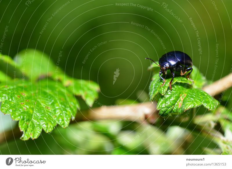 Blattkäfer Chrysolina coerulans Tier Pflanze Sträucher Wildtier Käfer Flügel blattkäfer 1 hocken krabbeln sitzen akrobatisch Gleichgewicht chrysolina coerulans