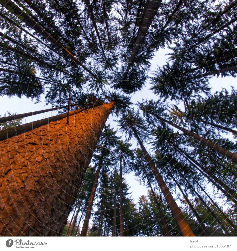 Abendlicher Wald Umwelt Natur Landschaft Pflanze Urelemente Erde Himmel Sonne Sommer Schönes Wetter Baum Wildpflanze Baumstamm Baumrinde Nadelwald orange