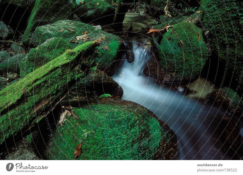 Ein Tag im Wald Bach Langzeitbelichtung mystisch Fantasygeschichte grün Stimmung Wasser Fluss