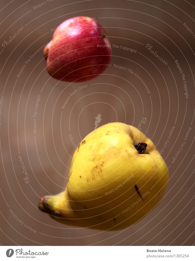 ff - flying fruit Lebensmittel Frucht Apfel Quitte Ernährung Bioprodukte schön Gesundheit Wellness Natur Pflanze Nutzpflanze fliegen Sport außergewöhnlich