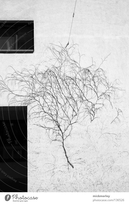 Another Tree on the Wall Baum Wand Sträucher Fenster wirklich Straßenkunst schwarz weiß Einfluss Reifezeit Lebensraum Natur Verkehrswege tree window reality