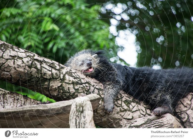 Chill-Bär Tier Zoo 1 braun grün schwarz weiß schlafen Erholung ruhen Müdigkeit Schnauze Haare & Frisuren Fell Baumstamm liegen Zunge Erschöpfung herzlich