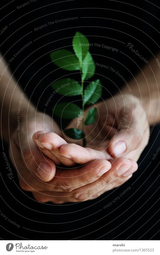 schützenswert Freizeit & Hobby Häusliches Leben Mensch maskulin Hand 1 Umwelt Natur Landschaft Pflanze Sträucher Blatt Grünpflanze Nutzpflanze Wildpflanze