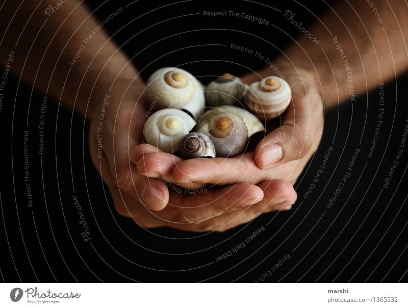 Hausbesitzer Mensch maskulin Junger Mann Jugendliche Erwachsene Hand 1 Umwelt Natur Tier Stimmung Schneckenhaus Bogenschütze Sammlung Sammler Muschel Farbfoto