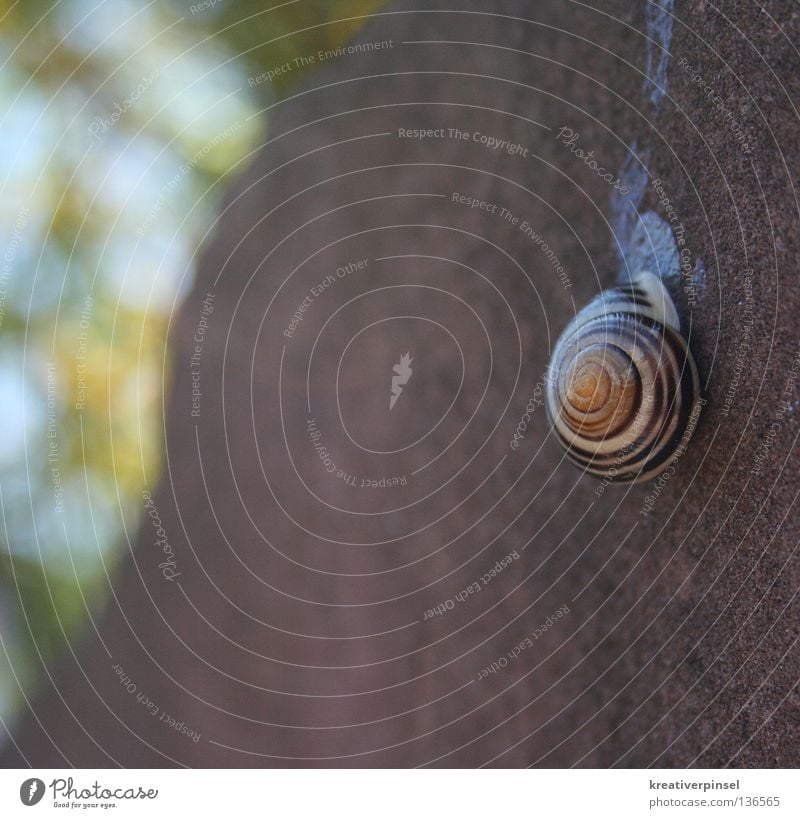 schneckenhäuschen Natur Tier Schnecke Stein blau braun grün Schleim Spirale Schneckenhaus Außenaufnahme hängend Halt Schleimspur 1 Menschenleer Schneckenschleim