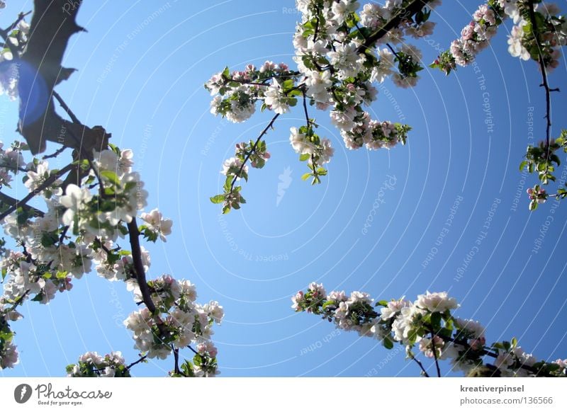 Apfelblühte Himmel Baum Blatt blau weiß Farbfoto Froschperspektive Ast Zweig Geäst Blühend Apfelblüte Apfelbaum Lichtfleck Gegenlicht Blauer Himmel himmelblau