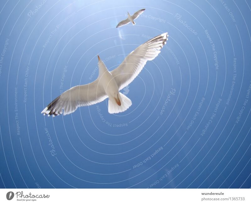 Höhenunterschied Zufriedenheit Erholung Freiheit Sommer Sonnenbad Strand Meer Natur Tier Luft Himmel Schönes Wetter Küste Ostsee Luftverkehr Vogel Möwe 2