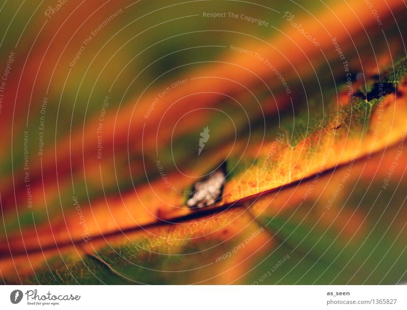 Vergänglichkeit exotisch harmonisch Erntedankfest Halloween Umwelt Natur Pflanze Herbst Blatt Ahorn Ahornblatt alt leuchten ästhetisch kaputt braun gelb grün