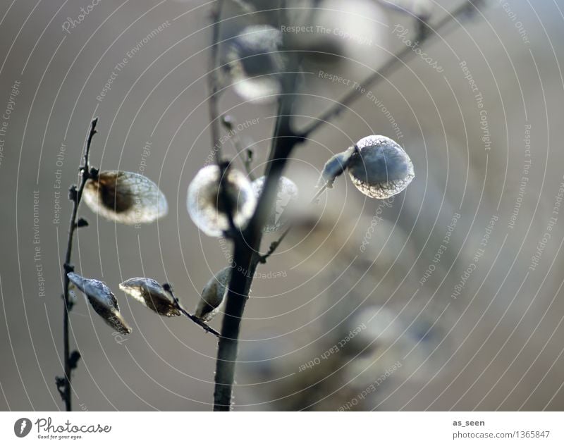 Im Herbstlicht harmonisch Erholung ruhig Garten Umwelt Natur Pflanze Luft Sonnenlicht Winter Sträucher Ast Kapsel Samen Holz alt leuchten ästhetisch exotisch