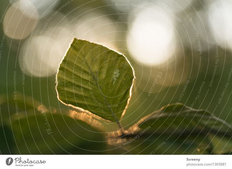 Im späten Sonnenlicht... Natur Pflanze Schönes Wetter Baum Blatt Wald leuchten Wachstum grün ruhig Farbfoto Außenaufnahme Detailaufnahme Makroaufnahme