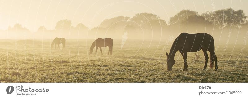 700! Am (vorläufigen) Ende einer langen Reihe ... Freizeit & Hobby Reiten Landwirtschaft Forstwirtschaft Sonnenlicht Herbst Schönes Wetter Nebel Gras Sträucher