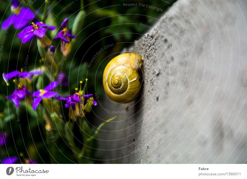 Schnecke Tier Wildtier 1 Blumen Beton Natur Farbfoto mehrfarbig Außenaufnahme Menschenleer Textfreiraum rechts Textfreiraum unten Tag Unschärfe