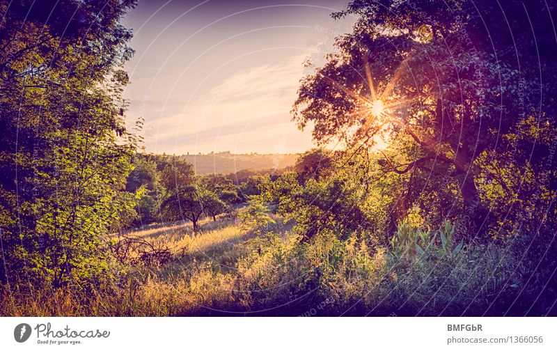 Naturidyll Landschaft Pflanze Tier Sommer Baum Gras Sträucher Grünpflanze Wildpflanze Garten Park Wiese Feld Hügel Menschenleer Kitsch nachhaltig natürlich