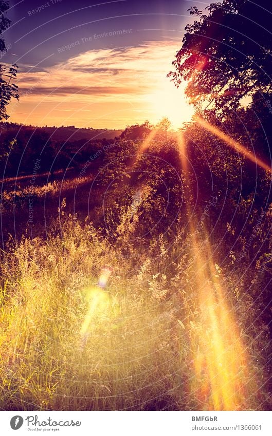 Romantik Wärme Frieden Ferien & Urlaub & Reisen Sommer Garten Umwelt Natur Landschaft Himmel Sonne Klima Schönes Wetter Baum Gras Sträucher Park Wiese natürlich