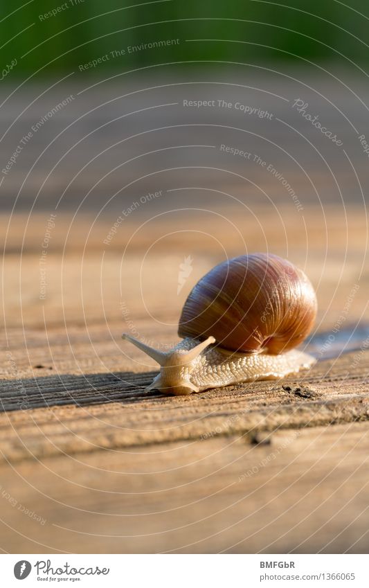 Schneckentempo Ernährung Weinbergschnecken Umwelt Tier 1 Zeichen Sicherheit Schutz Gelassenheit geduldig Schneckenhaus zurückziehen Vertrauen hervorwagen