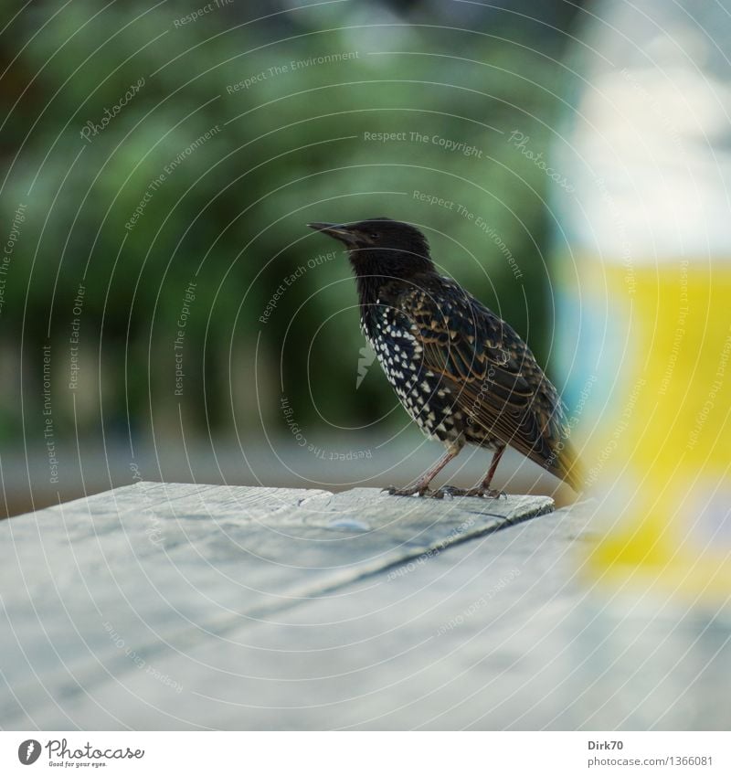 Schluckspecht? Schnapsdrossel? Superstar! Getränk Garten Sommer Sträucher Park New York City Gartentisch Tier Wildtier Vogel Singvögel Star 1 Flasche Holz