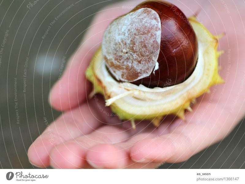 Fundstück Kind Kindheit Leben Hand Finger 1 Mensch Umwelt Natur Herbst Pflanze Kastanie Kastanienbaum Frucht Hülle festhalten authentisch frisch glänzend rund