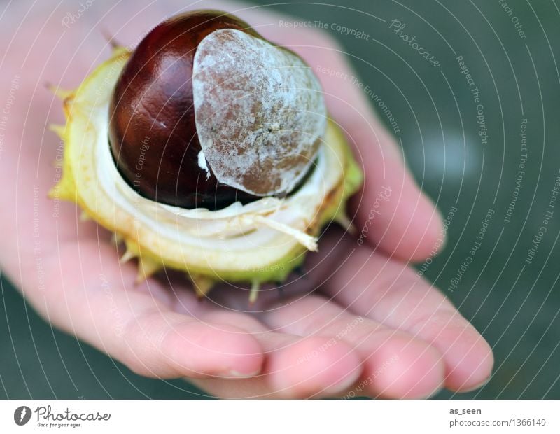 Frische Kastanie Kind Kindheit Leben Hand Finger Umwelt Natur Pflanze Herbst Kastanienbaum Frucht Hülle berühren festhalten authentisch Freundlichkeit glänzend