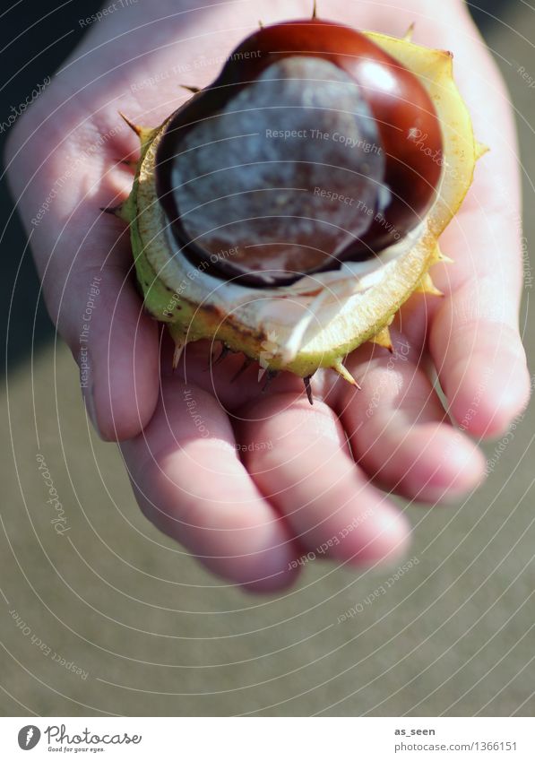 Guck mal! Kind Leben Hand Finger 1 Mensch Umwelt Natur Pflanze Herbst Baum Kastanie Kastanienbaum Frucht Hülle festhalten authentisch frisch glänzend natürlich