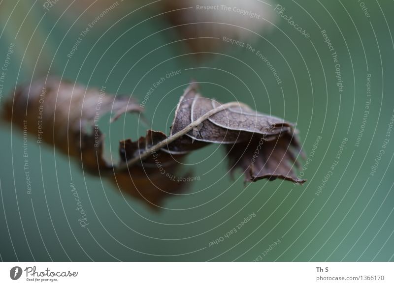 Herbst Natur Pflanze Blatt verblüht ästhetisch authentisch einfach elegant natürlich braun grün Gelassenheit geduldig ruhig einzigartig harmonisch schön