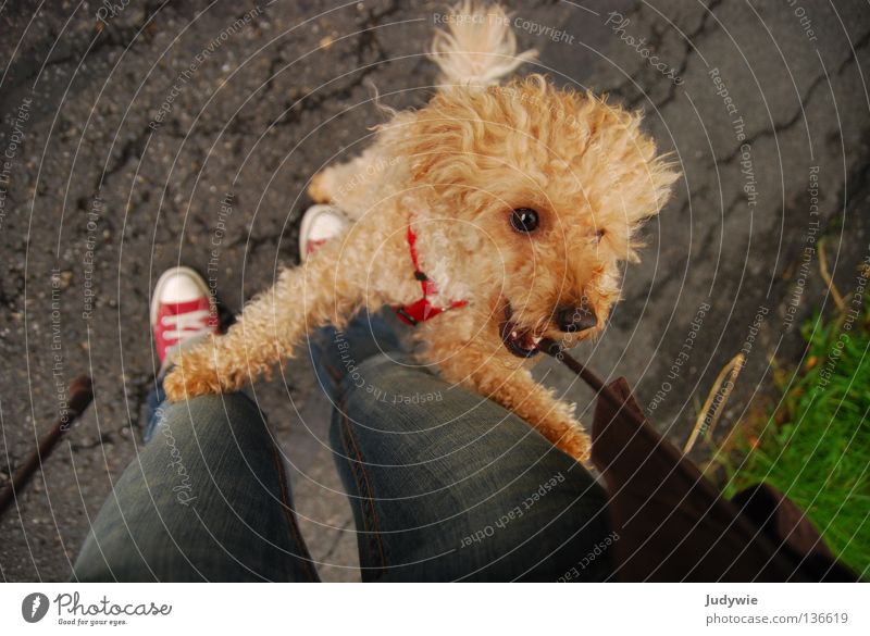 Poodle :) Farbfoto mehrfarbig Außenaufnahme Freude Spielen Jacke Locken Wildtier Hund Schnur springen klein braun Pudel Chucks Schwanz lockig Säugetier