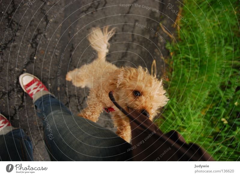 Poodle 2 Pudel Hund klein Spielen braun springen Jacke Chucks Schwanz lockig Freude Säugetier zwergpude l verrückt apricot Gebiss Maul Schnur anspringen Locken