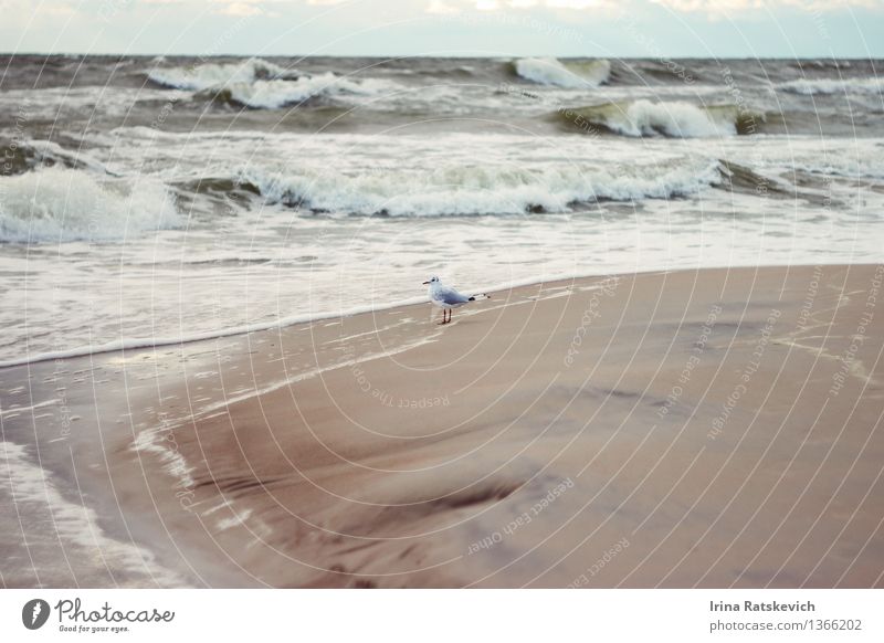 Möwe Natur Landschaft Wasser Himmel Herbst schlechtes Wetter Unwetter Wind Sturm Wellen Küste Strand Bucht Ostsee Meer 1 Tier kalt schön Farbfoto Außenaufnahme