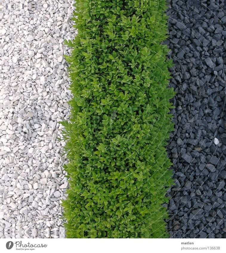 Grenzen Garten Verkehrswege grün schwarz weiß Kies buxbaum Aktien Farbfoto rau