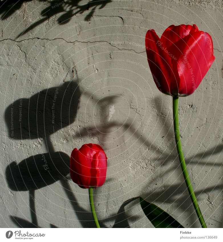 The Colour of Shadow Blume Tulpe rot Wand grau weiß Blüte Frühling Blütenblatt Stengel glänzend Schattenspiel Frühblüher Gras Morgen Beet züchten Gärtner